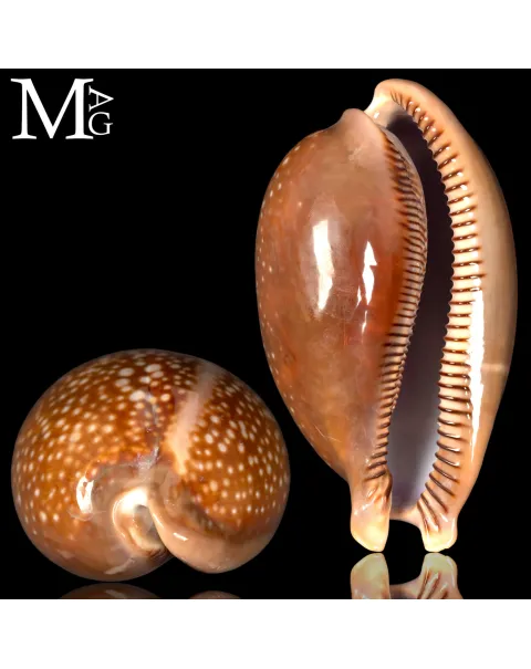 Macrocypraea Cervus