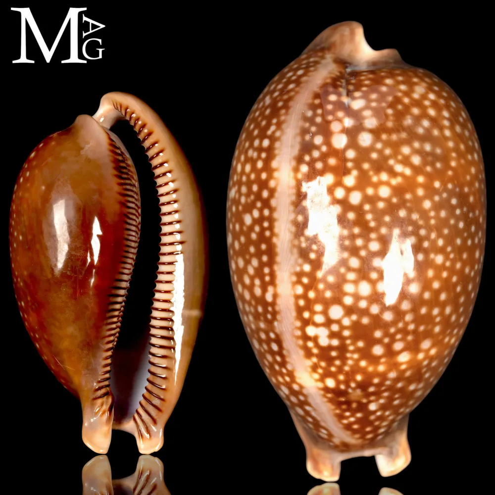 Macrocypraea Cervus