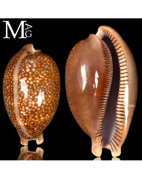Macrocypraea Cervus