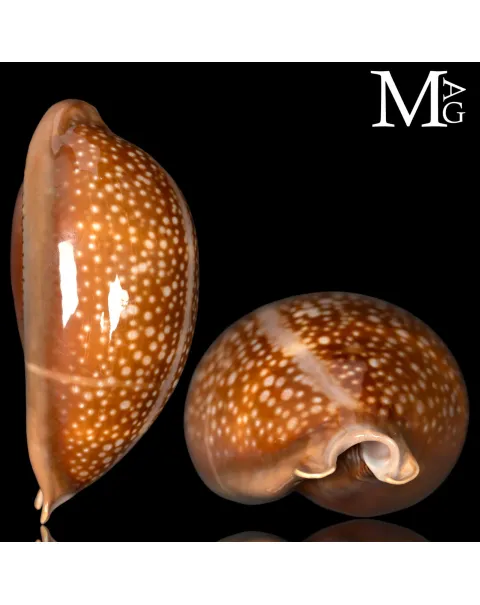 Macrocypraea Cervus
