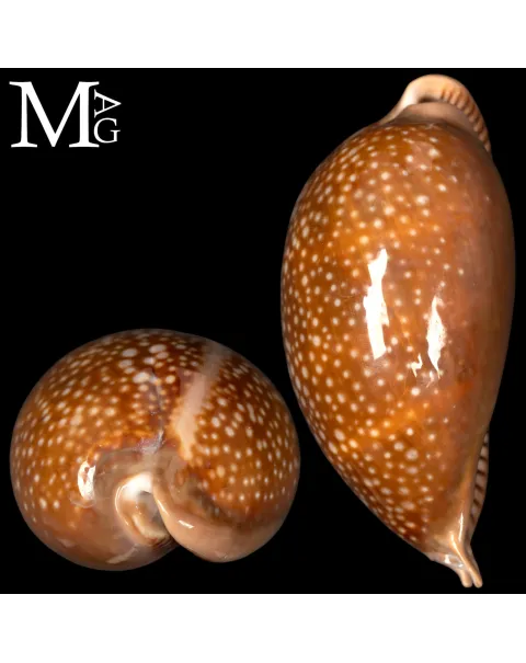 Macrocypraea Cervus