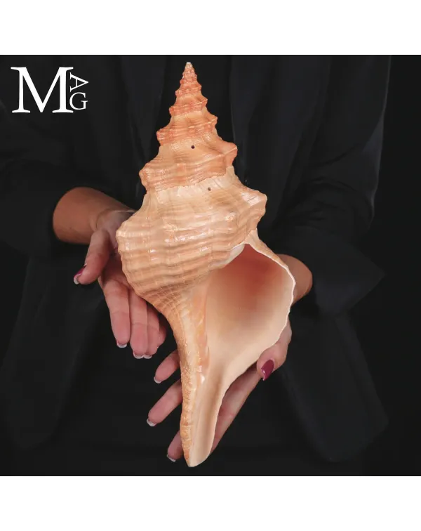 Triplofusus Giganteus - Pleuroploca Gigantea.