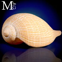 Ficidae (1)