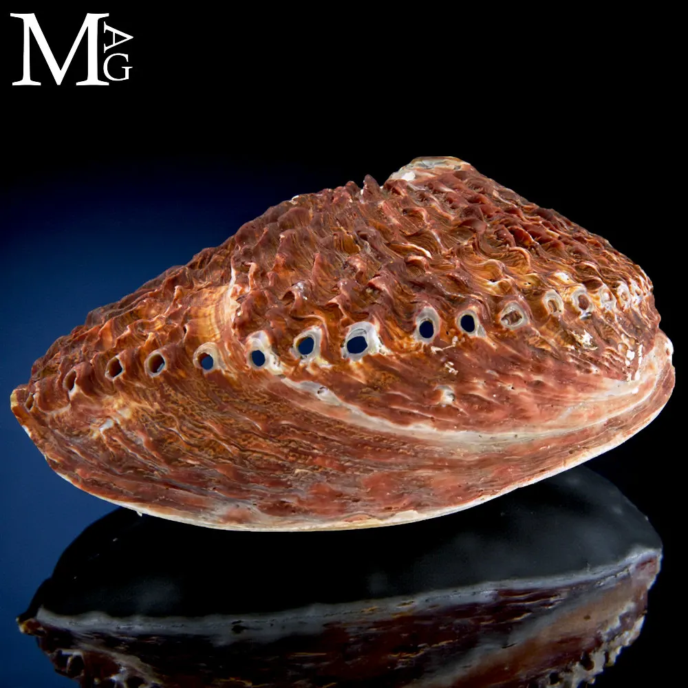 Haliotis Midae – Abalone del Sud Africa.