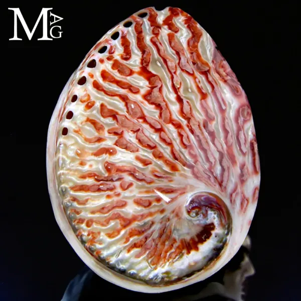 Haliotis Midae – Abalone Rosso Lucido.
