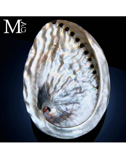 Haliotis Midae – Abalone Rosso Lucido.