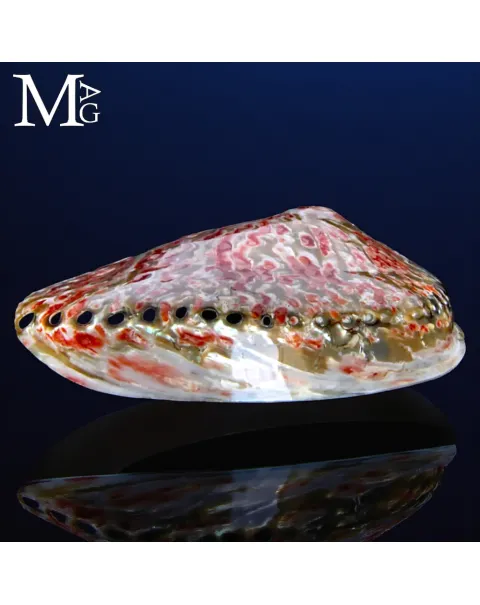 Haliotis Midae – Abalone lucido del Sud Africa
