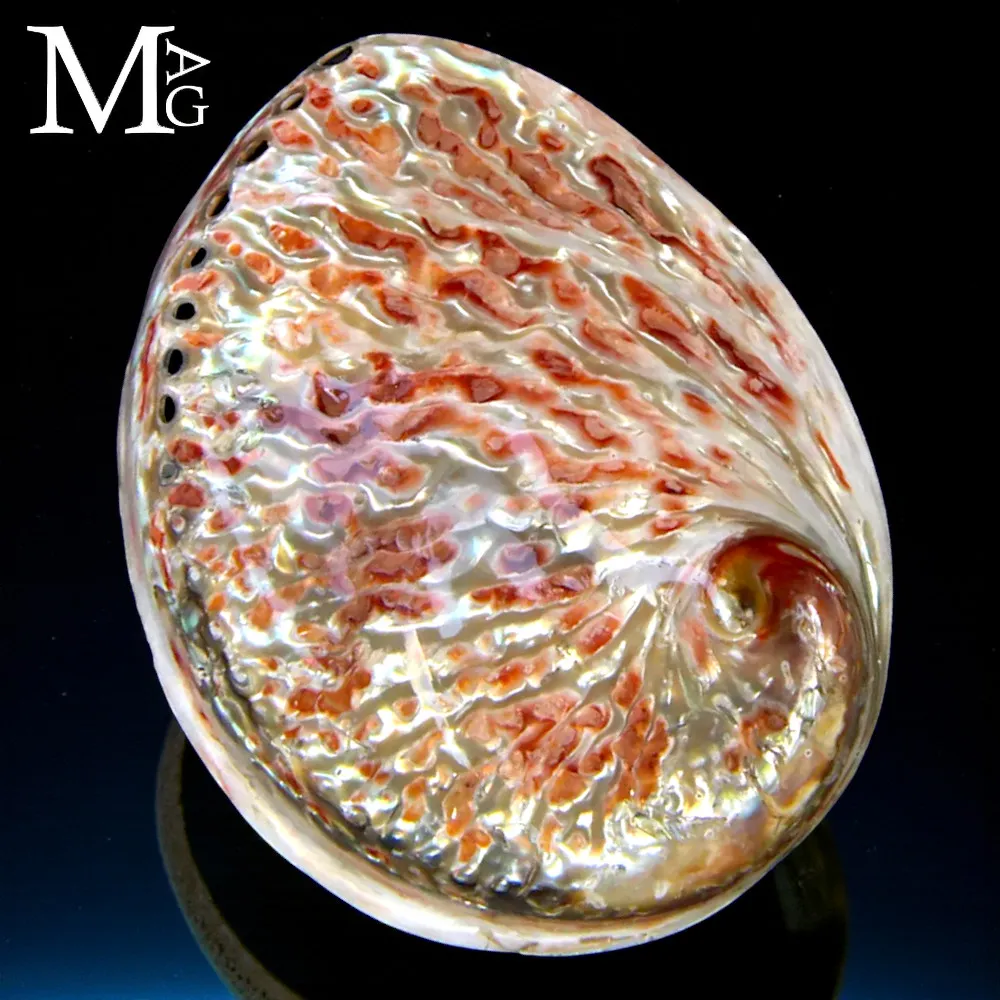 Haliotis Midae – Abalone lucido del Sud Africa