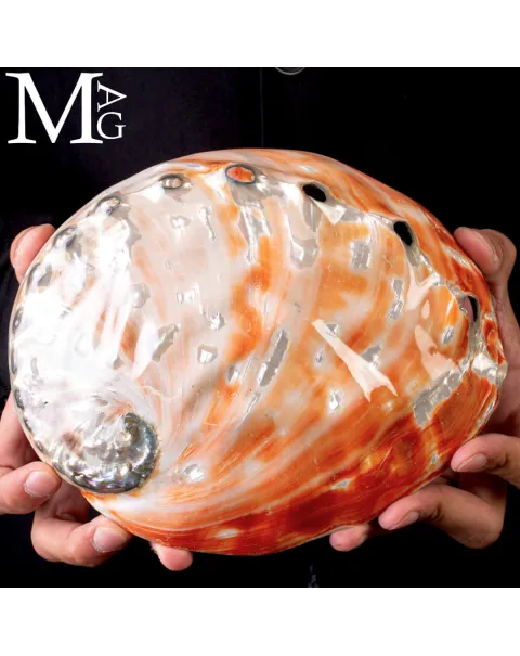 Haliotis Rufescens – Abalone rosso di Baja California - Messico