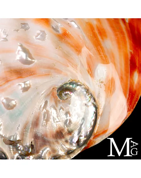 Haliotis Rufescens – Abalone rosso di Baja California - Messico