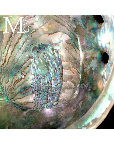 Haliotis Rufescens – Abalone rosso di Baja California - Messico