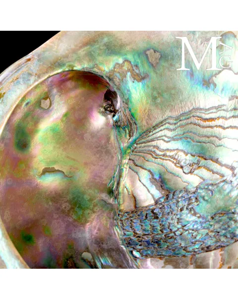 Haliotis Rufescens – Abalone rosso di Baja California - Messico
