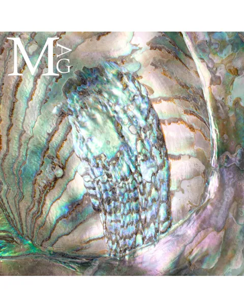 Haliotis Rufescens – Abalone rosso di Baja California - Messico