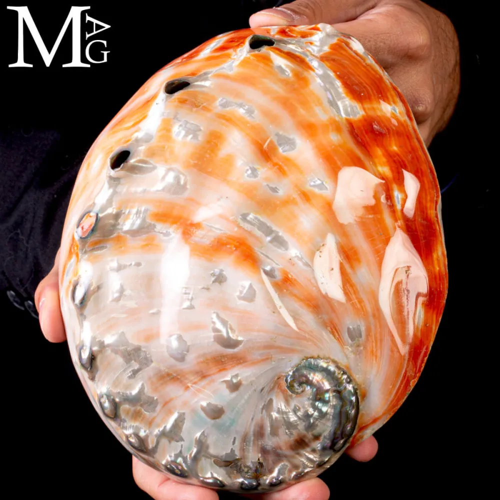 Haliotis Rufescens – Abalone rosso di Baja California - Messico