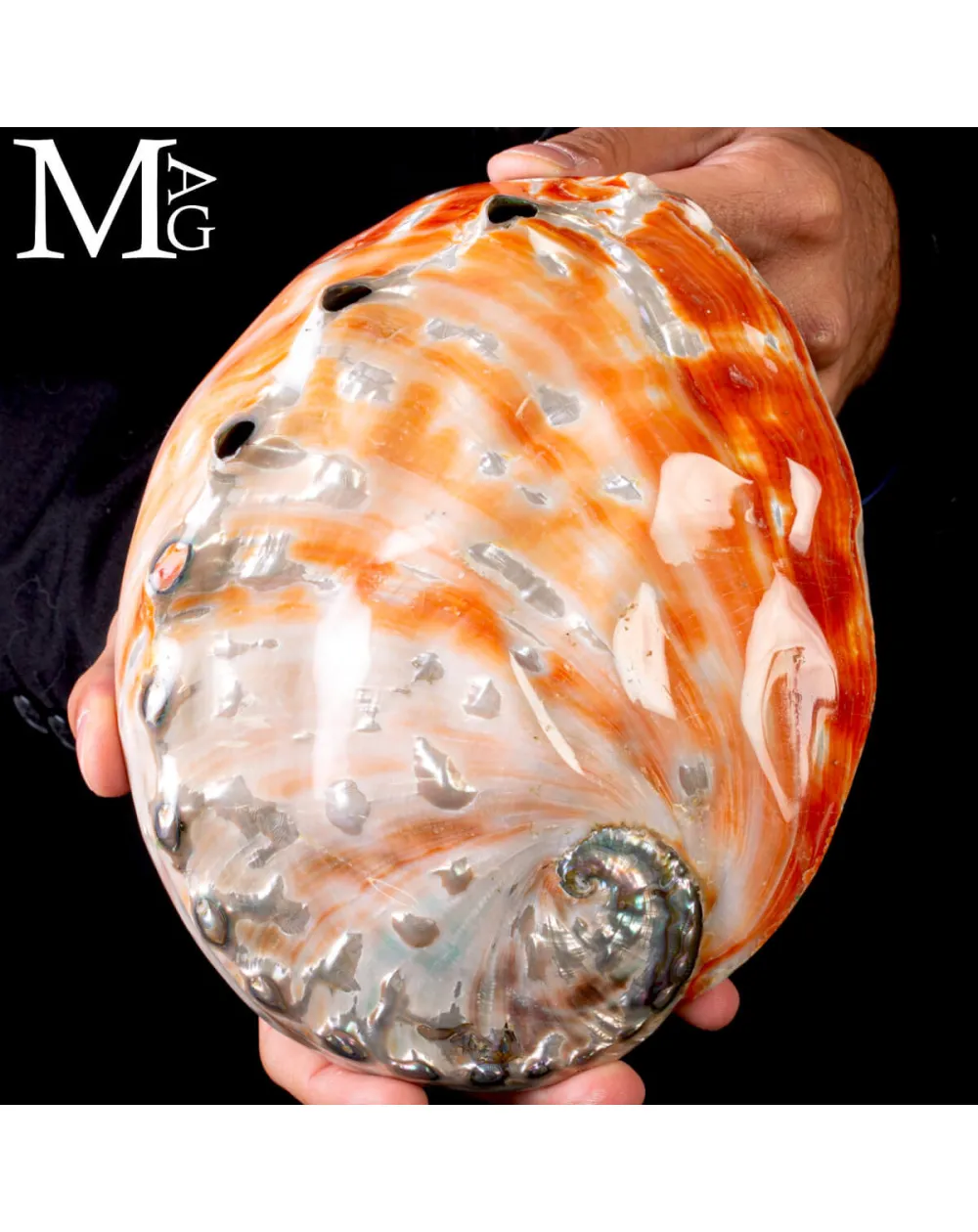Haliotis Rufescens – Abalone rosso di Baja California - Messico