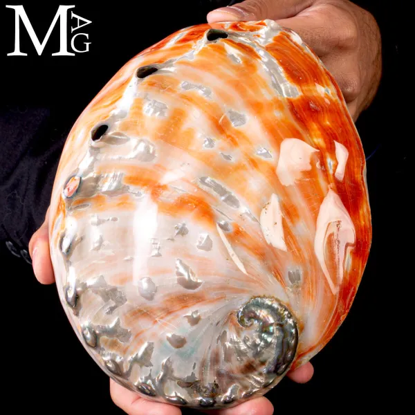 Haliotis Rufescens – Abalone rosso di Baja California - Messico