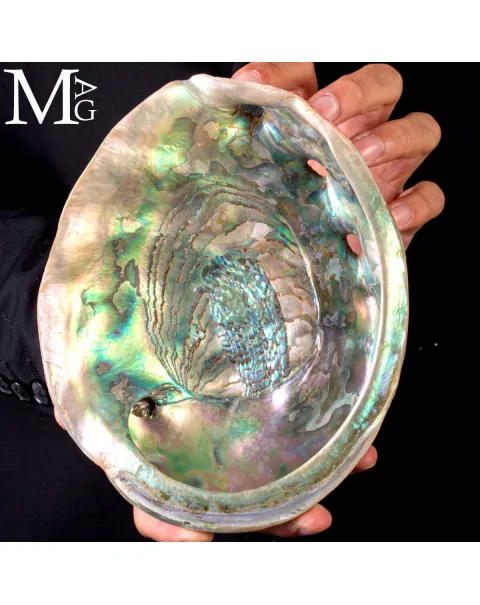 Haliotis Rufescens – Abalone rosso di Baja California - Messico