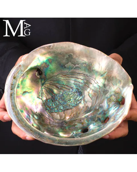 Haliotis Rufescens – Abalone rosso di Baja California - Messico
