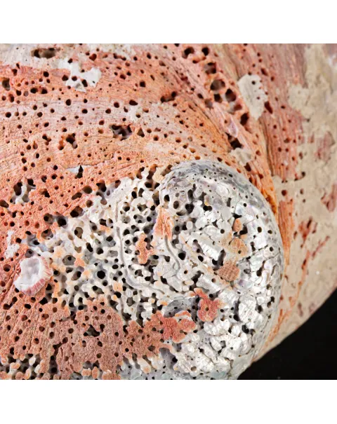Haliotis Rufescens – Abalone Rosso - Messico.