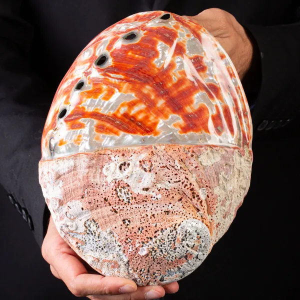 Haliotis Rufescens – Abalone Rosso - Messico.