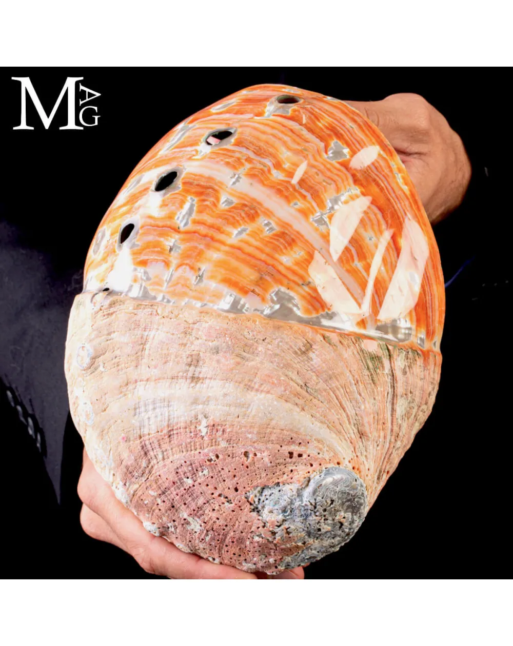 Haliotis Rufescens – Abalone Rosso Baja California.
