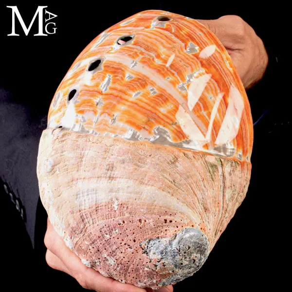 Haliotis Rufescens – Abalone Rosso Baja California.