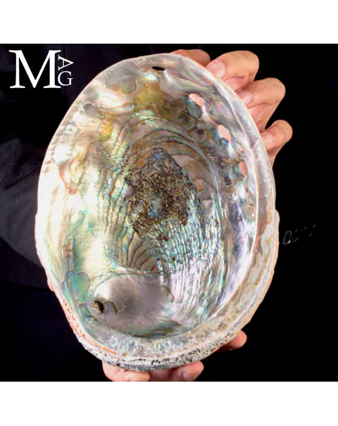 Haliotis Rufescens – Abalone Rosso Baja California.