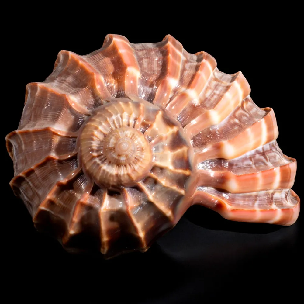 Harpa Cabriti