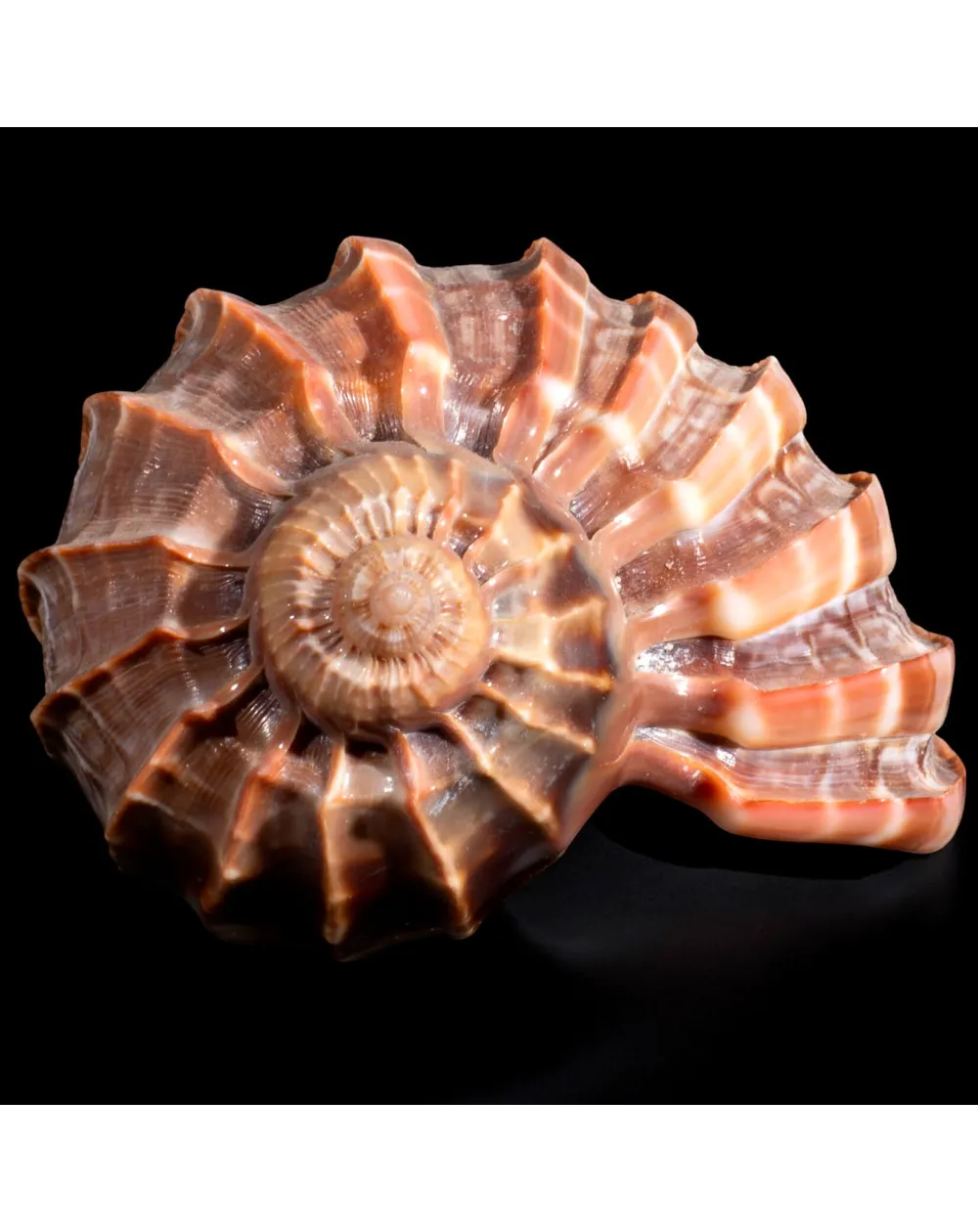 Harpa Cabriti
