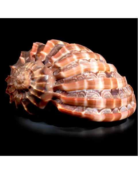 Harpa Cabriti