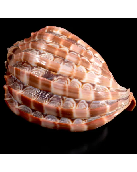 Harpa Cabriti