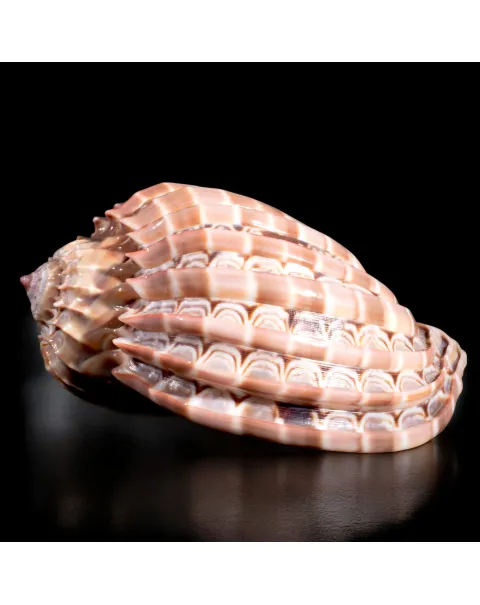 Harpa Cabriti