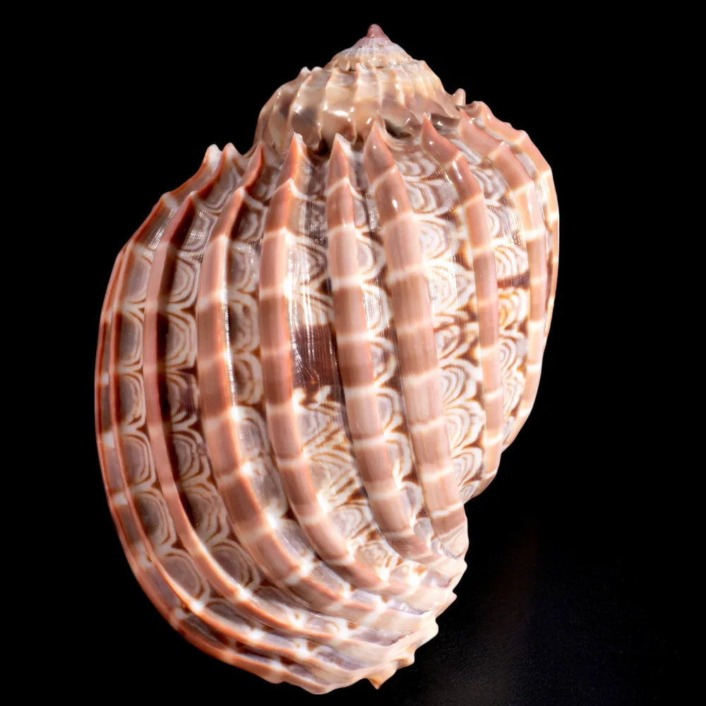 Harpa Cabriti