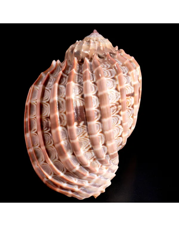 Harpa Cabriti