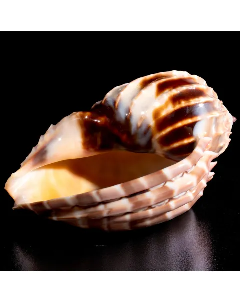 Harpa Cabriti