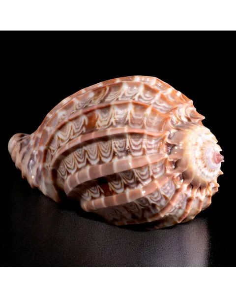 Harpa Cabriti