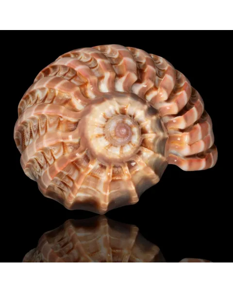 Harpa Cabriti f. Multicostata