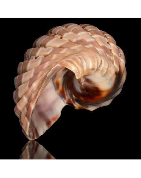 Harpa Cabriti f. Multicostata