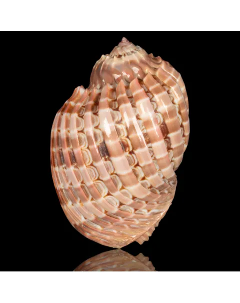 Harpa Cabriti f. Multicostata
