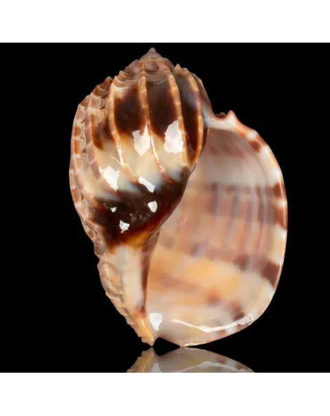 Harpa Cabriti f. Multicostata