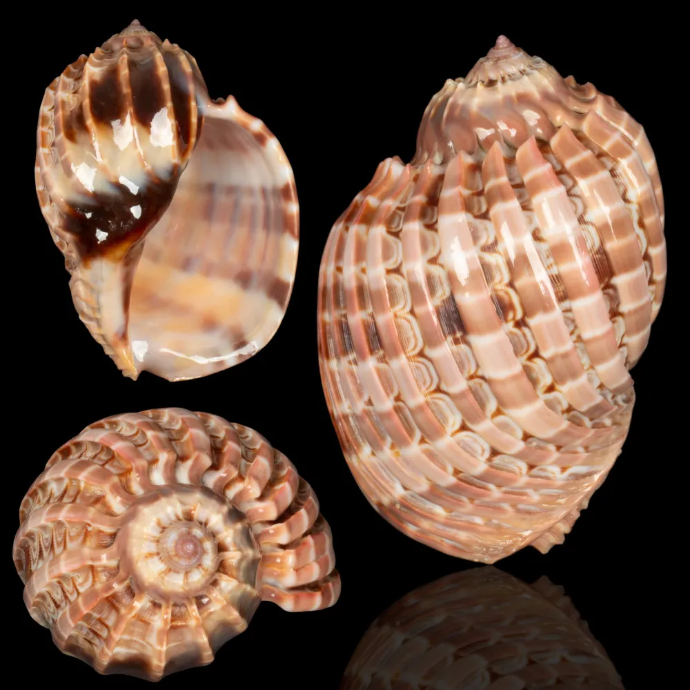 Harpa Cabriti f. Multicostata