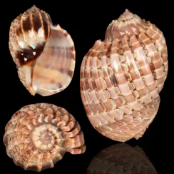 Harpa Cabriti (24)