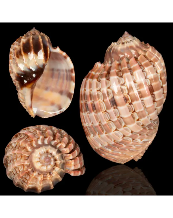 Harpa Cabriti f. Multicostata