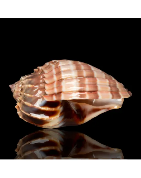 Harpa Cabriti f. Multicostata