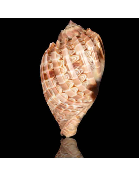 Harpa Cabriti f. Multicostata