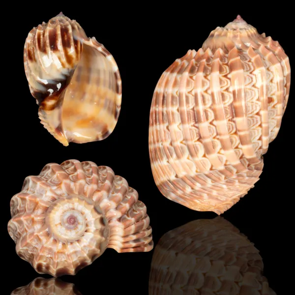 Harpa Cabriti f. Multicostata.