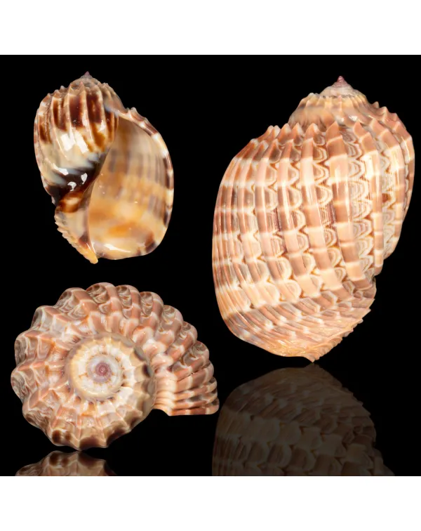 Harpa Cabriti f. Multicostata.