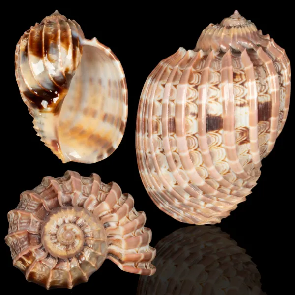 Harpa Cabriti f. Multicostata.