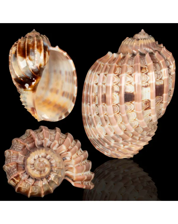 Harpa Cabriti f. Multicostata.