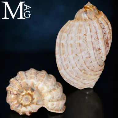 Harpa major – Grande Conchiglia Arpa del Madagas...